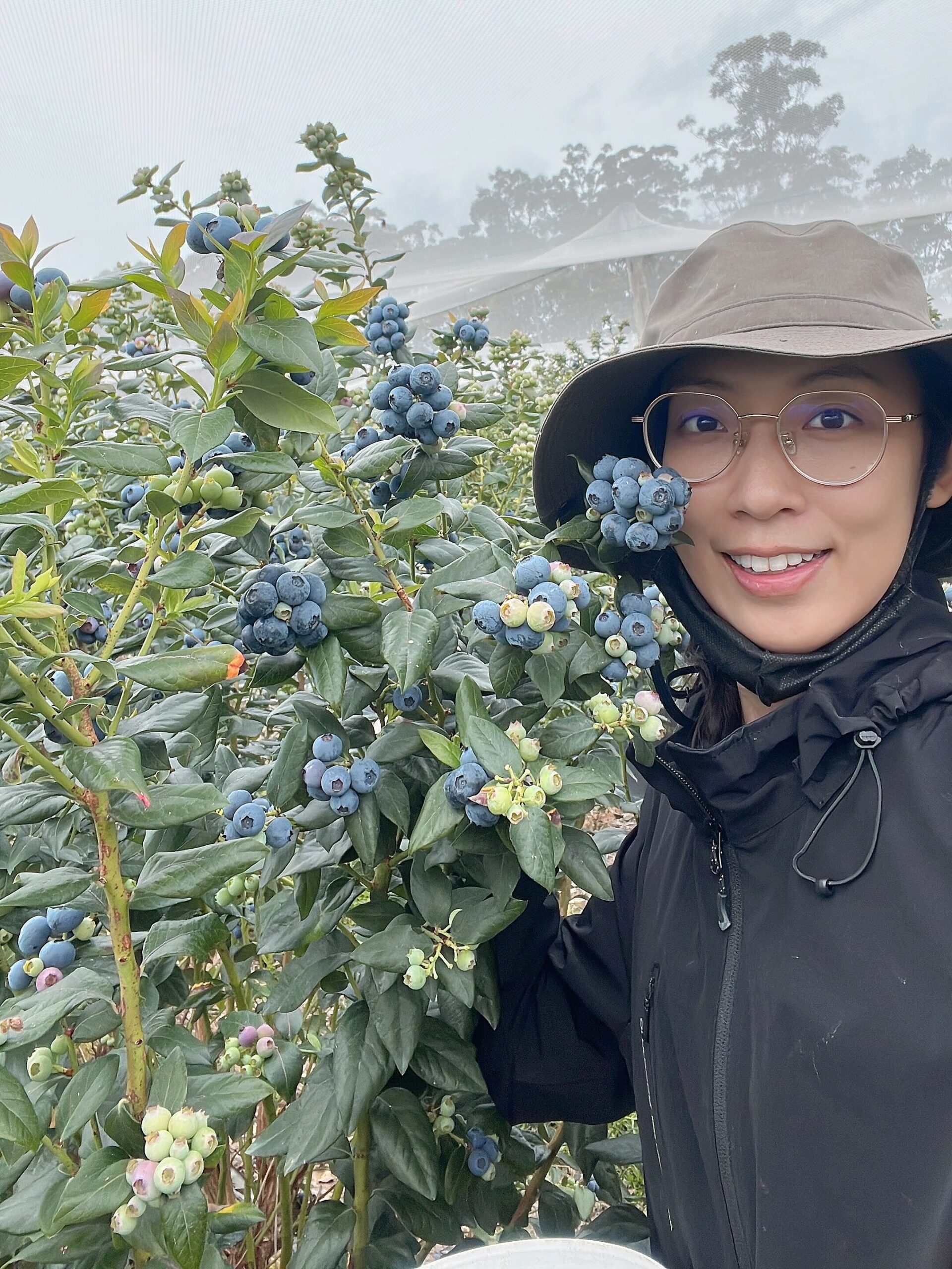 澳洲 科夫港 採藍莓 打工度假 背包客