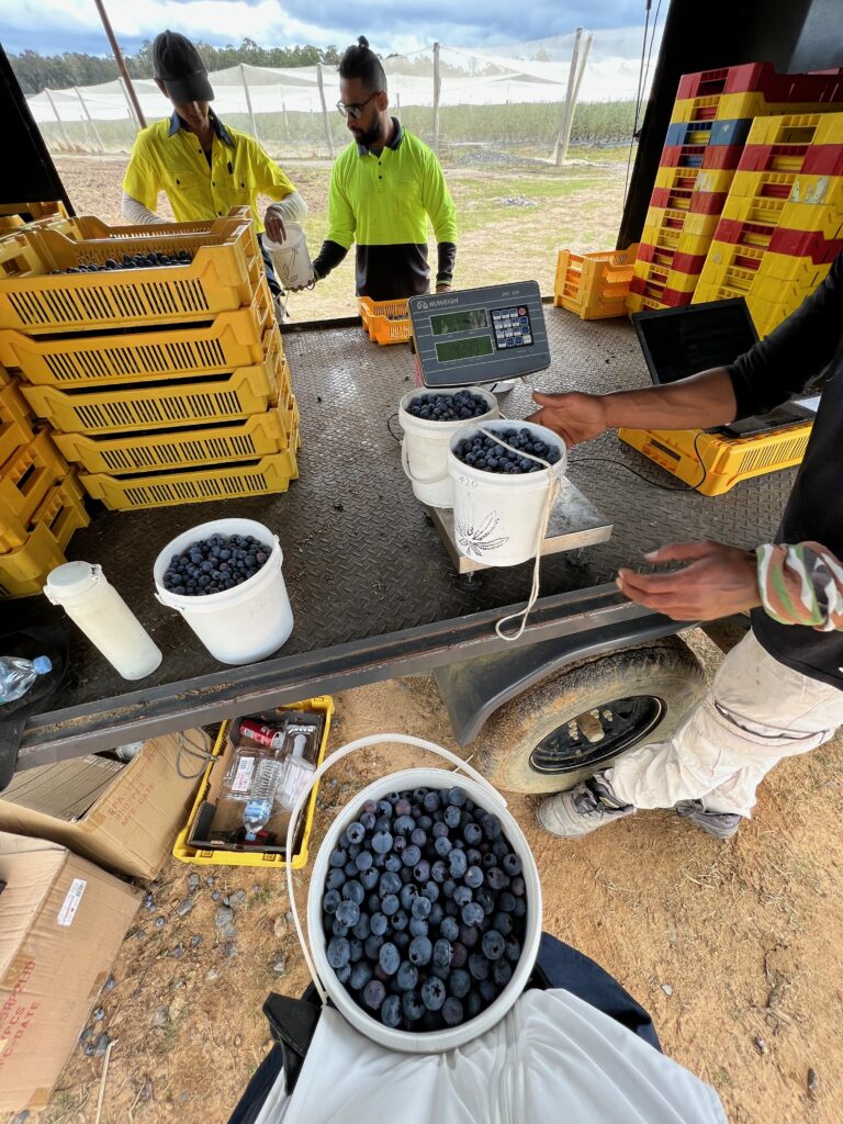 澳洲 科夫港 採藍莓 打工度假 背包客