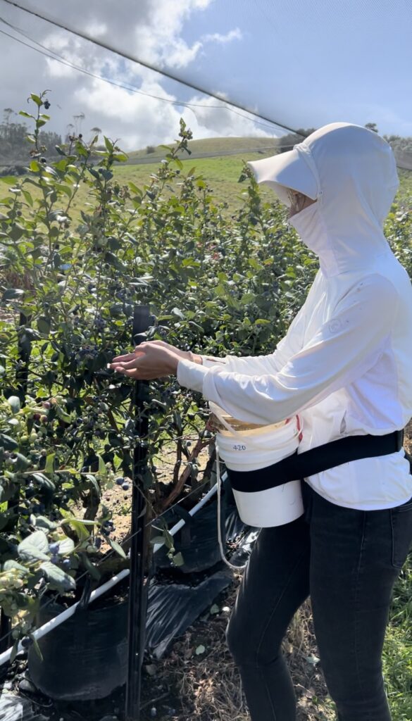 澳洲 科夫港 採藍莓 打工度假 背包客