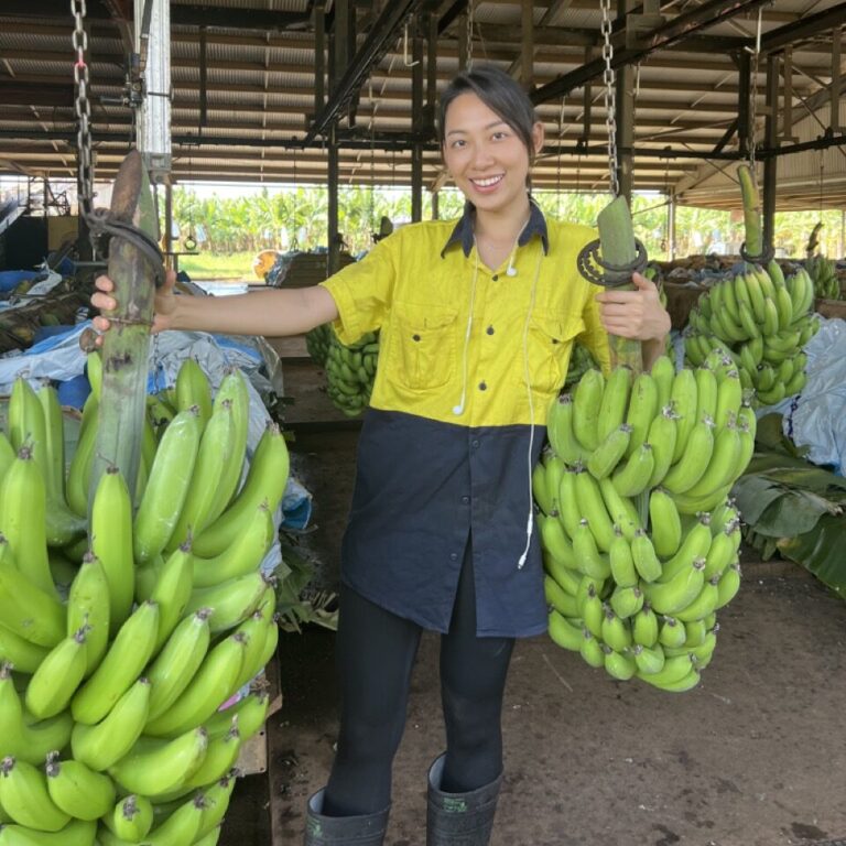 2023澳洲打工度假 香蕉農場