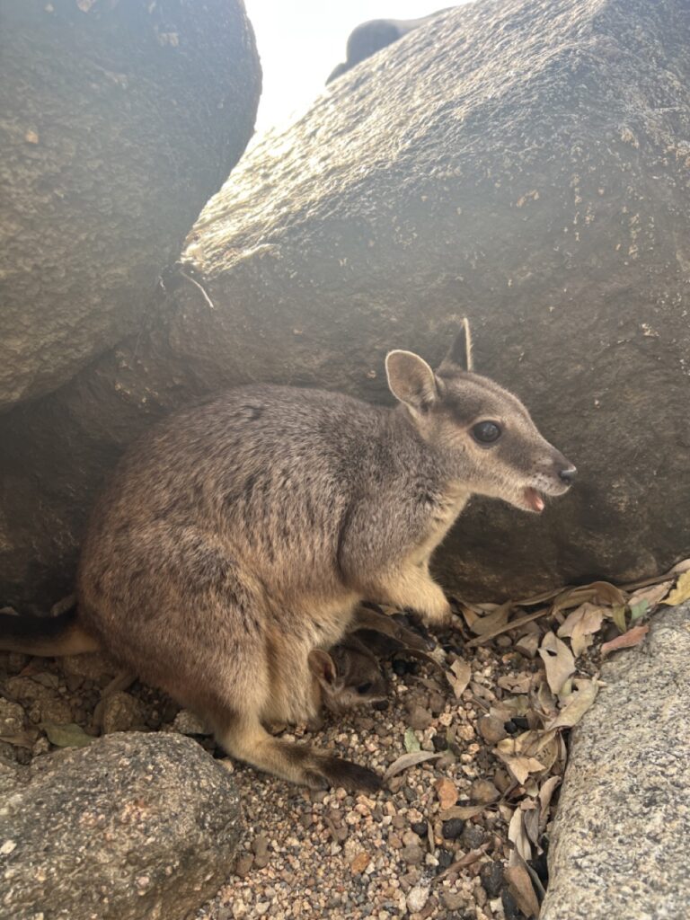 澳洲 袋鼠 Wallaby