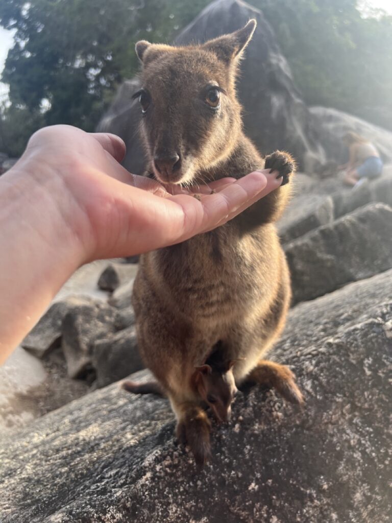 澳洲旅遊 Wallaby
