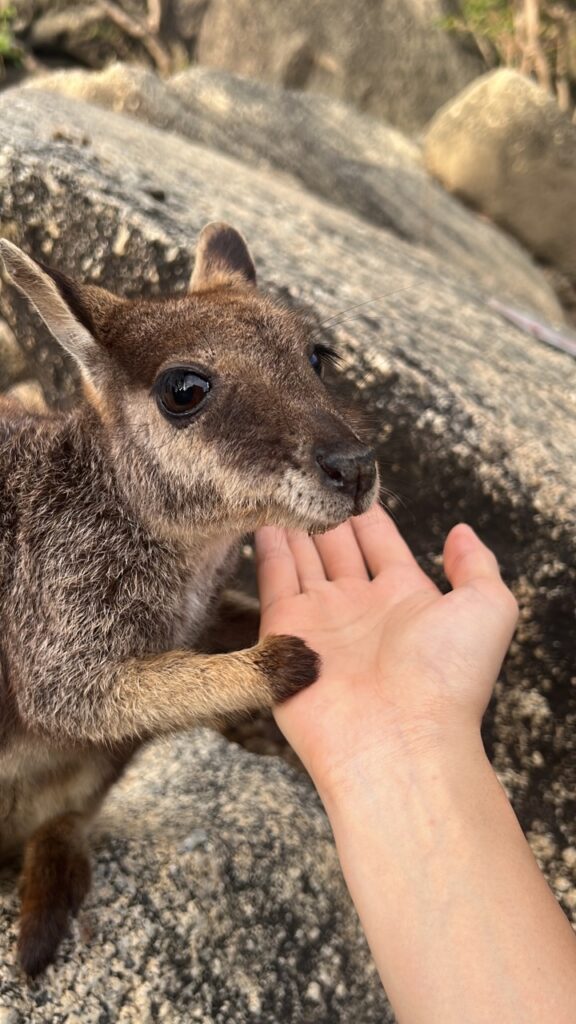 澳洲旅遊 袋鼠 Wallaby
